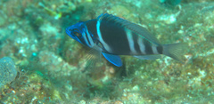 Hypoplectrus indigo