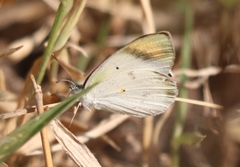 Colotis etrida