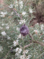 Hakea decurrens physocarpa