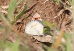 Colotis danae