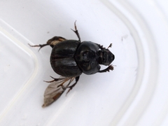 Onthophagus atripennis
