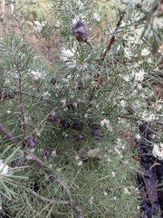 Hakea decurrens physocarpa
