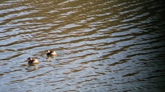 Tachybaptus ruficollis poggei