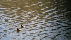 Tachybaptus ruficollis poggei