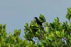 Crypsirina temia