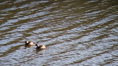 Tachybaptus ruficollis poggei