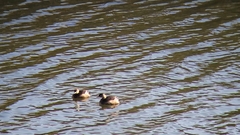 Tachybaptus ruficollis poggei