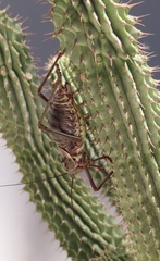 Acanthoplus discoidalis