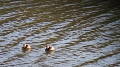 Tachybaptus ruficollis poggei
