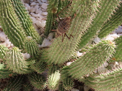 Acanthoplus discoidalis
