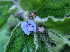 Thyrocarpus sampsonii