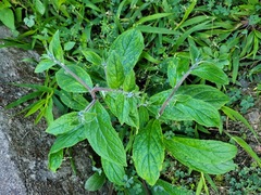 Thyrocarpus sampsonii