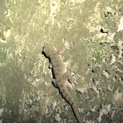 Gekko monarchus