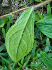 Thyrocarpus sampsonii