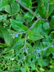 Thyrocarpus sampsonii