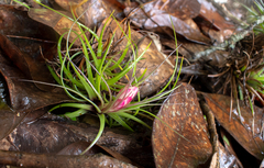 Tillandsia stricta