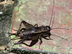 Loxoblemmus