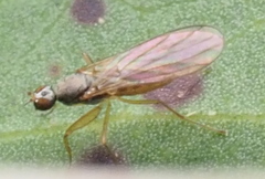 Hemerodromiinae