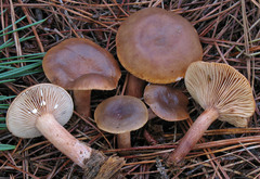 Lactarius hepaticus