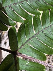 Pteris setulosocostulata