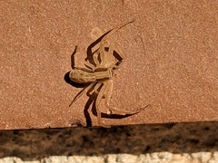 Runcinia grammica