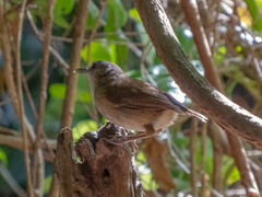 Malacocincla sepiaria