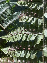 Dryopteris peranema