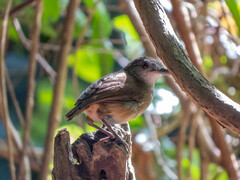 Malacocincla sepiaria