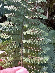 Dryopteris peranema