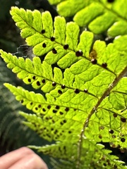 Dryopteris peranema