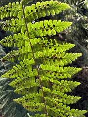 Dryopteris peranema