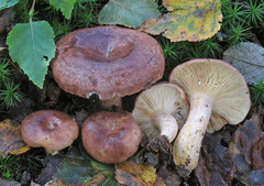 Lactarius hysginus