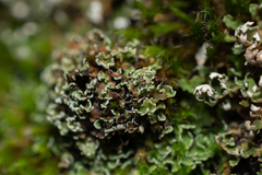 Cladonia foliacea