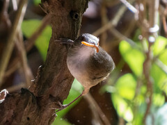 Malacocincla sepiaria