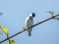 Hemipus hirundinaceus