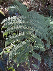Dryopteris peranema
