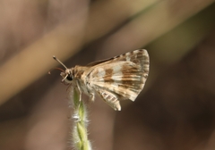 Spialia galba