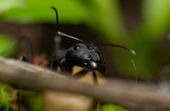 Camponotus cruentatus