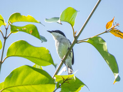 Hemipus hirundinaceus