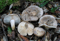 Lactarius ilicis