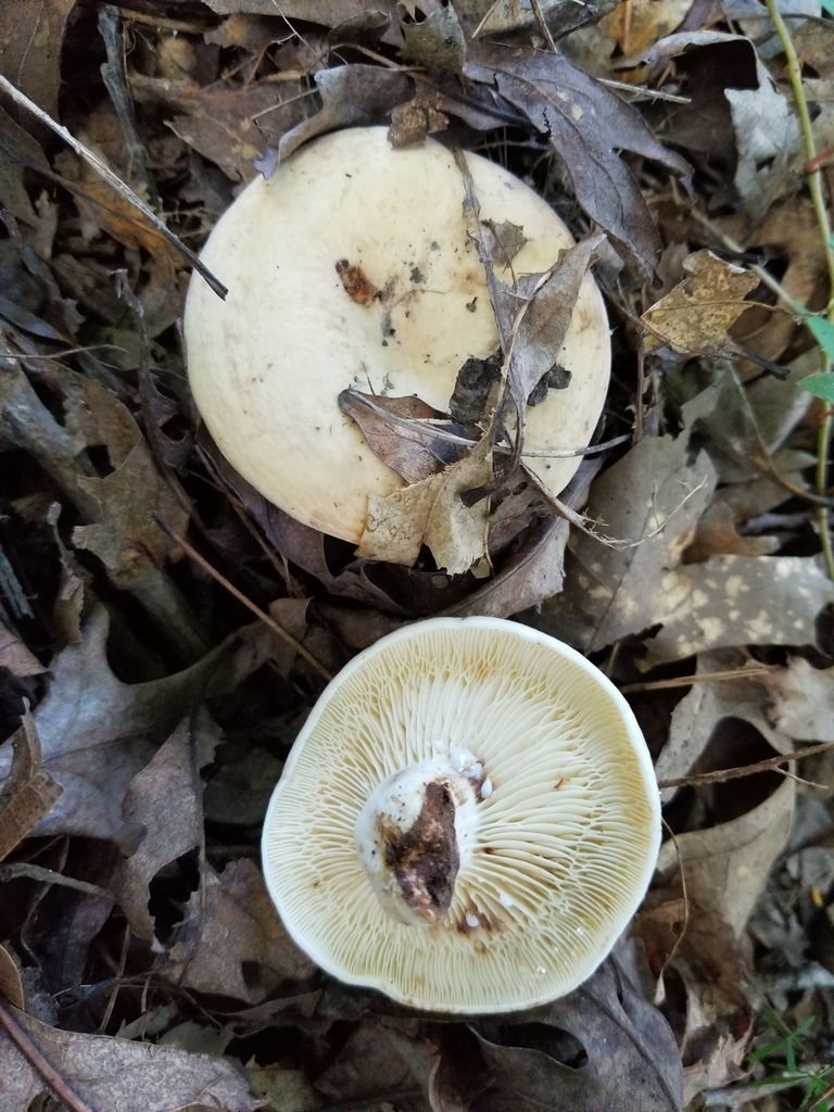 Lactifluus sp. 'luteolus-IN01'