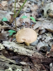 Aureoboletus