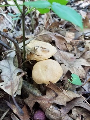 Aureoboletus