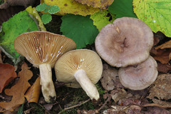 Lactarius pyrogalus