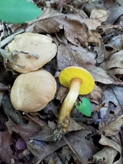 Aureoboletus