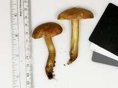 Aureoboletus