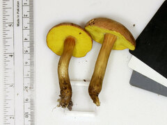 Aureoboletus