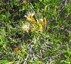 Pteronia paniculata