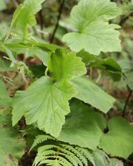Eriocapitella vitifolia