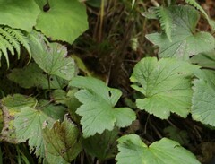 Eriocapitella vitifolia